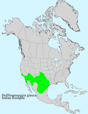 North America species range map for Hoffmannseggia glauca: North America species range map for Hoffmannseggia glauca: